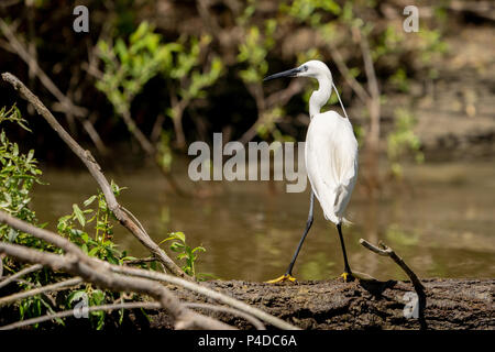 Aigrette White Heron (Ardea alba) witting sur un banc dans le Delta du Danube. Grand Héron blanc Banque D'Images