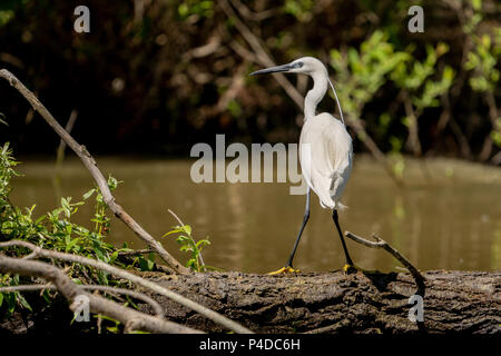 Aigrette White Heron (Ardea alba) witting sur un banc dans le Delta du Danube. Grand Héron blanc Banque D'Images