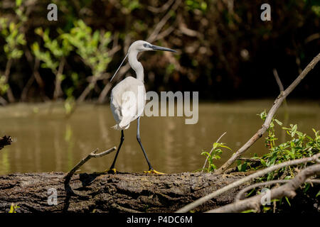 Aigrette White Heron (Ardea alba) witting sur un banc dans le Delta du Danube. Grand Héron blanc Banque D'Images