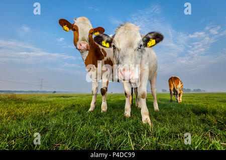 Vache noir et blanc, le haut de l'avant dans un angle bas Banque D'Images