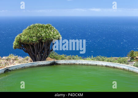 Arbre Dragon et réservoir d'eau près de la côte à La Palma, Îles Canaries Banque D'Images