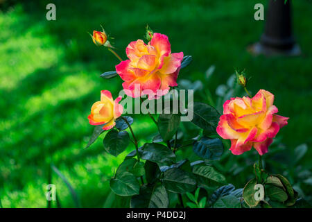 Pullman Orient Express en fleurs roses dans le jardin Banque D'Images