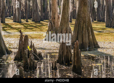 Cyprès chauve recouvert de mousse espagnole et cypress swamp à genoux à la fin de l'automne, de la côte sud à Caddo Lake, Texas, États-Unis Banque D'Images