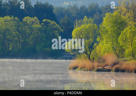 Matin paysage avec des arbres et du brouillard sur le lac de surface. Mojcza lac près de Kielce, Pologne, la Sainte Croix les montagnes. Banque D'Images