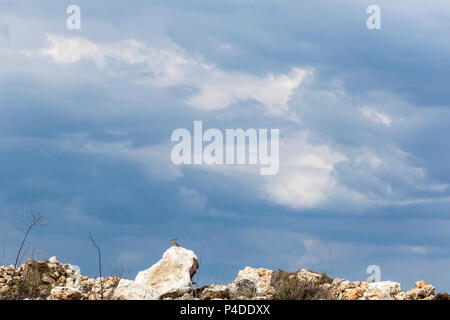 Une huppe fasciée (Upupa epops) reste sur un rocher sous un ciel d'orage à Barahona, Soria, Espagne. Banque D'Images