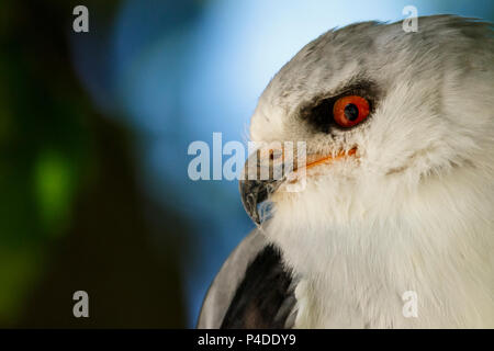 Un adulte black-winged kite (Elanus caeruleus) gros plan, au Zoo dels Pirineus, Odèn, Lleida, Catalogne. Banque D'Images