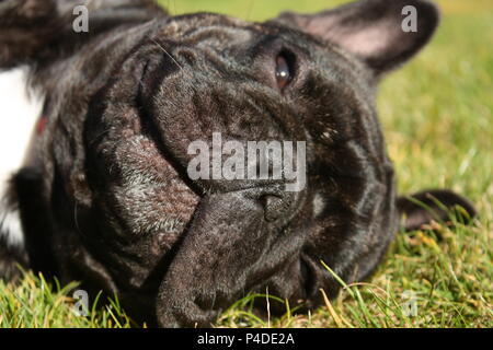 Austin le Bouledogue Français Banque D'Images