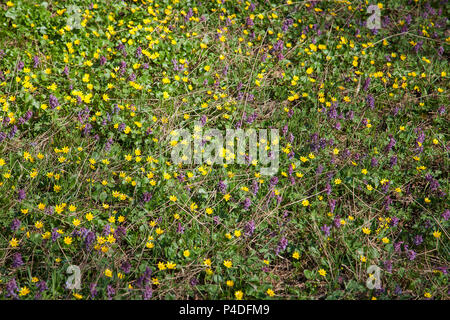 Vue générale de la plante à fleurs Corydalis solida et Populage des marais (Caltha palustris) qui fleurit au printemps la forêt. Petit jaune et violet fleurs sauvages Banque D'Images