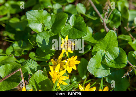 Vue rapprochée de l'abeille sur travail connu sous le nom de Populage des marais Caltha palustris en jaune croissant sur bois humide au printemps. Banque D'Images