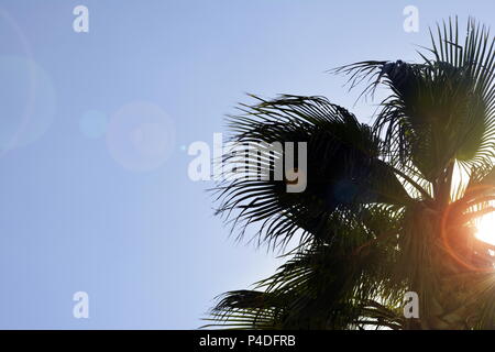 Le haut d'un palmier sous le soleil avec un éblouissement Banque D'Images