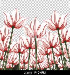 Fleurs Abstraites, vue du bas sur un fond transparent, vector illustration, dessin coloré. Appelée blanc rouge bourgeons, tiges et pétales à la hausse croissante Banque D'Images