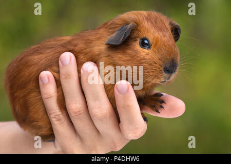 Main tenant cochon vert sur fond flou Banque D'Images