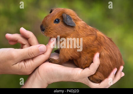 Mains de femme caressant jeune cochon vert sur fond flou Banque D'Images