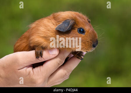 Hand holding young shorthair cochon vert sur fond flou Banque D'Images