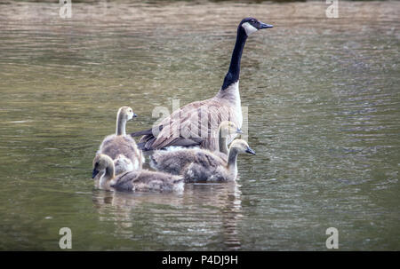 Un des gardiens de la mère l'oie sa jeune progéniture comme ils nagent dans un lac magnifique Banque D'Images