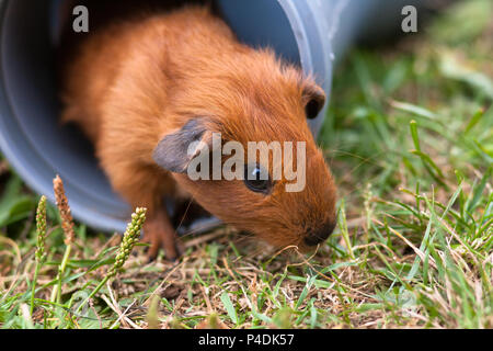 Cochon sort du tuyau sur l'herbe Banque D'Images