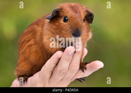 Hand holding jeune cochon vert sur fond flou Banque D'Images