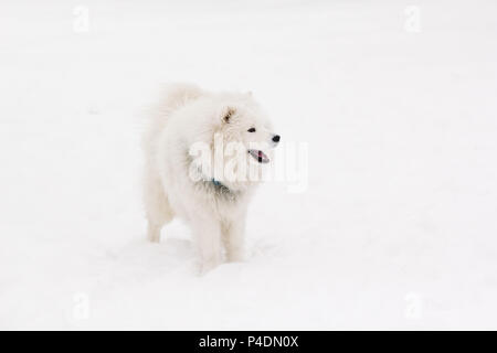 Un arbre jeune beau chien Samoyède de couleur blanche se dresse sur la neige Banque D'Images