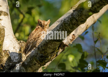 L'Otus scops Scops Owl -, belle petite chouette d'Europe de l'Est, les forêts et les terres boisées Montagnes Rodope, la Bulgarie. Banque D'Images