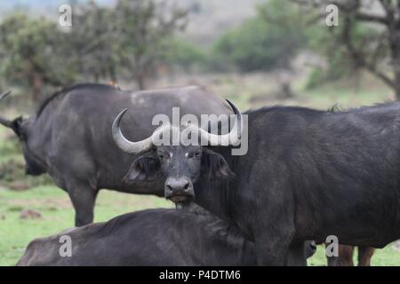 Cap Afrique Savannah Mahali à Buffalo dans l'Motorogi Mzuri Olare Conservancy, Masai Mara, Kenya, Afrique de l'Est. (Syncerus caffer buffle) Banque D'Images