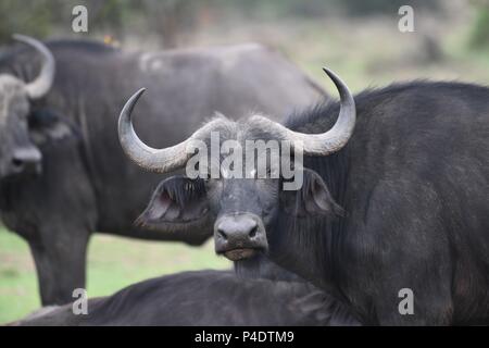 Cap Afrique Savannah Mahali à Buffalo dans l'Motorogi Mzuri Olare Conservancy, Masai Mara, Kenya, Afrique de l'Est. (Syncerus caffer buffle) Banque D'Images