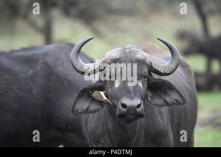 Oiseau sur la tique de l'oreille du Cap Afrique Savannah à Buffalo dans l'Olare Mahali Mzuri Motorogi Conservancy, Masai Mara, Kenya, Afrique de l'Est. Syncerus caffer Banque D'Images