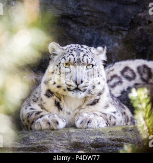 Snow Leopard attentif garde un œil attentif à travers le feuillage. Banque D'Images