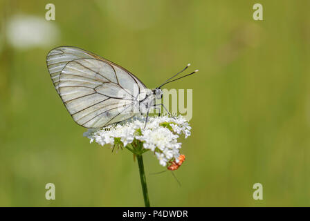 Papillon blanc veiné noir - Aporia crataegi, beau papillon blanc de prés et prairies d'Europe de l'Est, les montagnes Rodope, la Bulgarie. Banque D'Images
