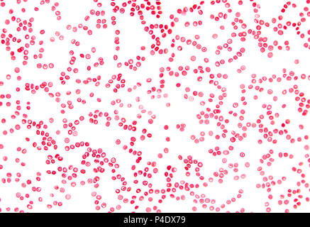 Des cellules sanguines humaines sous microscope. Des frottis grossie des globules rouges dans le plasma sanguin. Dans les liquides de l'organisme humain. L'anatomie du corps. Close up. Banque D'Images