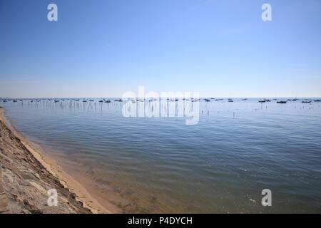 Tôt le matin, la lumière à l'Herbe, bassin d'Arcachon, Aquitaine, France Banque D'Images