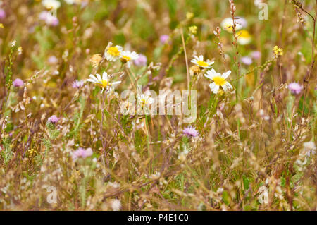 Champ de fleurs plein d'une variété de fleurs colorées au printemps en pouvez Marroig dans Parc Naturel de Ses Salines (Formentera, Iles Baléares, Espagne) Banque D'Images