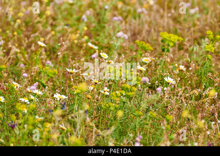 Champ de fleurs plein d'une variété de fleurs colorées au printemps en pouvez Marroig dans Parc Naturel de Ses Salines (Formentera, Iles Baléares, Espagne) Banque D'Images