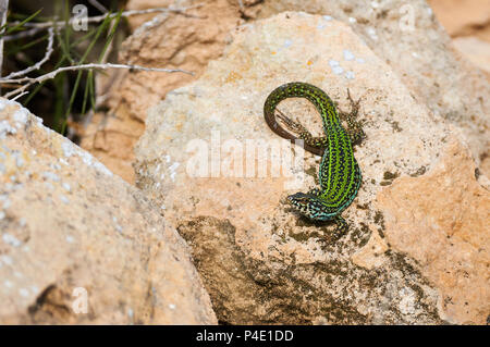 Sous-espèce de lézard mural d'Ibiza (Podarcis pityusensis formenterae) sur une roche dans le parc naturel de ses Salines (Formentera, Îles Baléares, Espagne) Banque D'Images