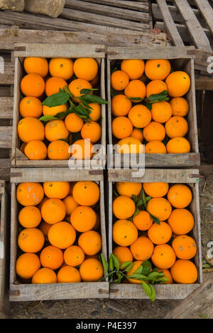 Les oranges marocaines fraîches dans un coffret en bois Banque D'Images