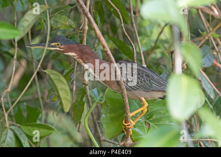 Le Héron vert caché dans les arbres dans le Parc National de Tortuguero au Costa Rica Banque D'Images