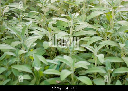 La sauge (Salvia officinalis) plante dans le jardin. Herbe aromatique et d'épices. Banque D'Images