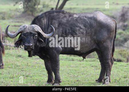 Cap Afrique Savannah Mahali à Buffalo dans l'Motorogi Mzuri Olare Conservancy, Masai Mara, Kenya, Afrique de l'Est. (Syncerus caffer buffle) Banque D'Images