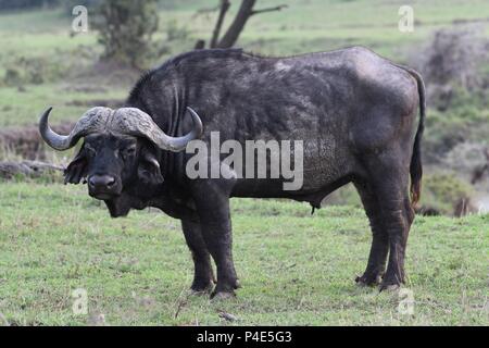 Cap Afrique Savannah Mahali à Buffalo dans l'Motorogi Mzuri Olare Conservancy, Masai Mara, Kenya, Afrique de l'Est. (Syncerus caffer buffle) Banque D'Images