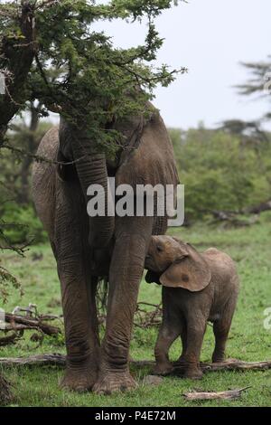 La mère et l'enfant avec des éléphants à Mahali Mzuri dans le Motorogi Olare Conservancy, Masai Mara, Kenya, Afrique de l'Est. Genre Loxodonta. Banque D'Images