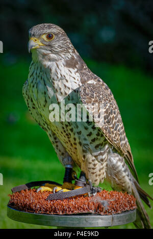 Un Faucon gerfaut (Falco rusticolus) dans une fauconnerie. C'est la plus grande espèce de Falcon, qui où la propriété de l'époque médiévale rois et empereurs pour la chasse. Banque D'Images