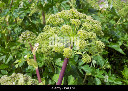 Gros plan de la tête de fleur de jardin Angelica (Angelica archangelica) au printemps été Angleterre Royaume-Uni Royaume-Uni Grande-Bretagne Banque D'Images