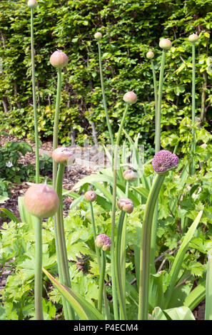 Gros plan d'alliums violets allium fleurs fleuries dans les offres de bourgeons au printemps été Angleterre Royaume-Uni Grande-Bretagne Grande-Bretagne Banque D'Images