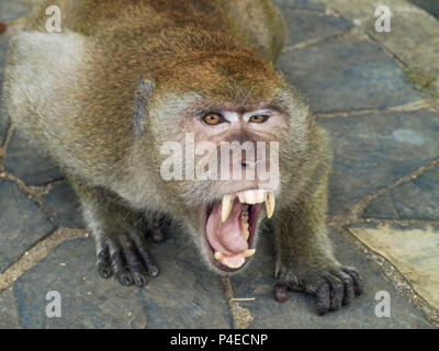 Singe en colère, en colère crier singe dans la forêt. Banque D'Images