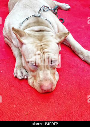 Close-up de la face et les pattes de brown Pit Bull dormir sur sol rouge dans ce portrait photo. Banque D'Images
