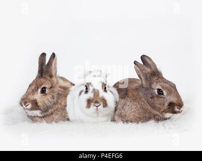 Trois lapins en close-up, isolé sur fond blanc Banque D'Images