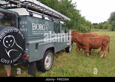 Des vaches curieuses renifle un terrain appartenant au Bucks Owl and Raptor Group, Buckinghamshire, Royaume-Uni Banque D'Images