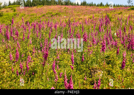 Gants Fox, Digitalis purpurea, de fleurs en fleurs, le Parc National des Brecon Beacons, le Pays de Galles. Banque D'Images