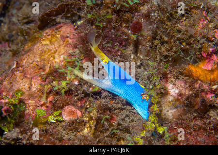 Ruban bleu [Rhinomuraena quaesita] anguille mâle adulte. Détroit de Lembeh, au nord de Sulawesi, Indonésie. Banque D'Images