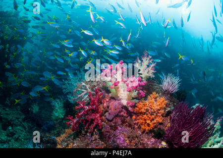 Paysage avec des récifs coralliens coraux mous [Dendronephthya sp.] et d'une école de fusiliers Yellowback [Ceasio teres]. La Papouasie occidentale, en Indonésie. Banque D'Images