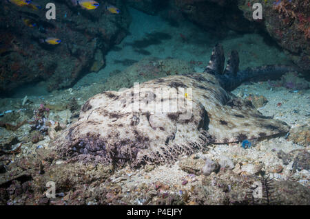 [Requin wobbegong à pampilles Eucrossorhinus dasypogon]. La Papouasie occidentale, en Indonésie. Banque D'Images